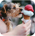 the dog is eating ice cream